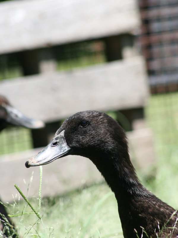 Cayuga Duck - The Livestock Conservancy