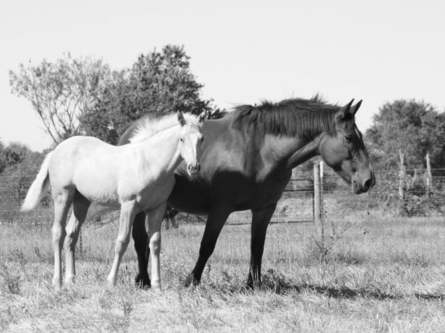 Val & Corran - Irish Draught Horses - Limited Edition - Wall Art - Kim ...
